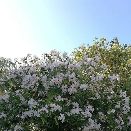 Lägenhet Blue White House *